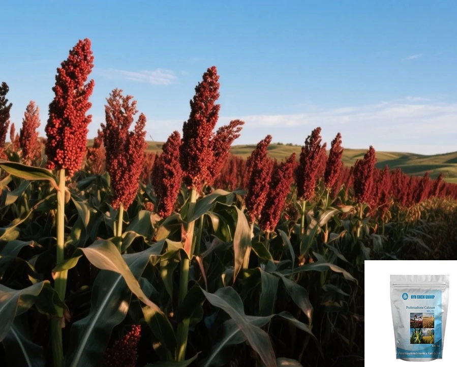 Inhibit Elongation And Optimize Plant Architecture Prohexadione Calcium,90%TC95%TC CAS No.127277-53-6 For Rice And Sorghum best